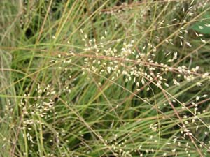 Prairie Dropseed /
Sporobolus heterolepis
